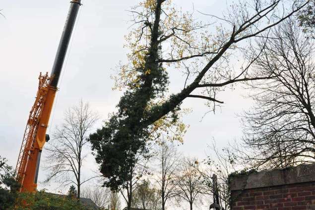 vellen vna dikke bomen