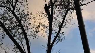 kappen van dikke bomen Netterden