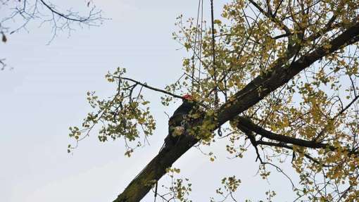 Bomen rooien Roermond