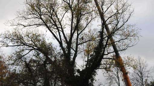 Bomen rooien Roosteren