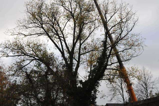 bomen rooien in Netterdan