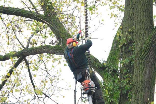 grote bomen rooien Gelderland