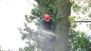 dikke bomen kappen