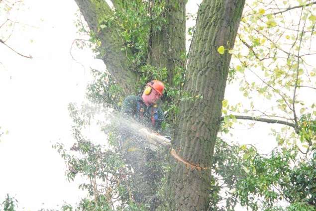 dikke boom rooien Netterden