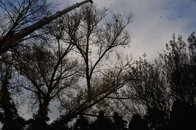 wat kost het om grote bomen te kappen