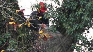 rooien en kappen van zware dikke bomen