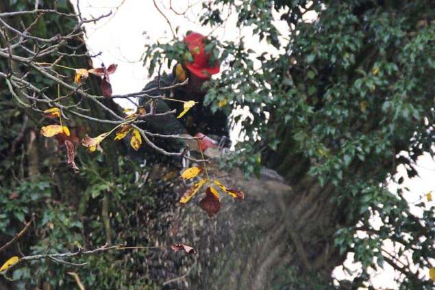 rooien en kappen van zware dikke bomen