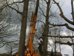 Bomen rooien Sevenum