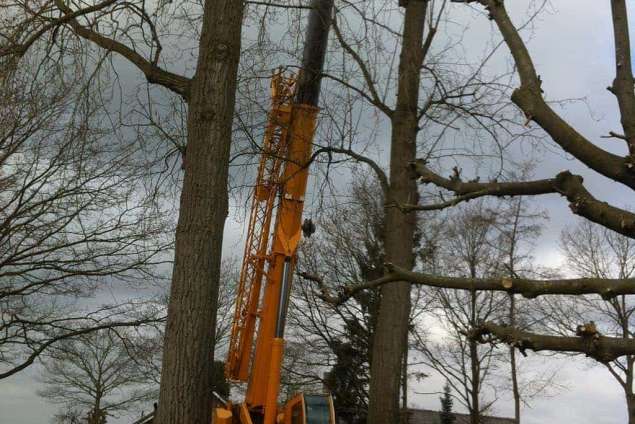 Bomen rooien Sevenum