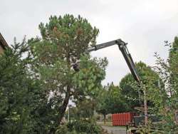 bomen rooien