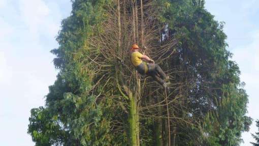 coniferen bomen rooien