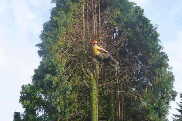 coniferen bomen rooien