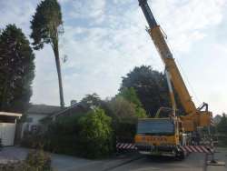 bomen rooien Elst