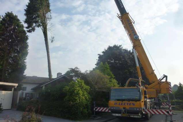 coniferen bomen rooien