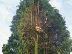 bomen rooien Tiel