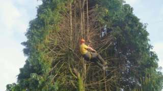 bomen kappen Delft