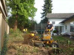 bomen rooien