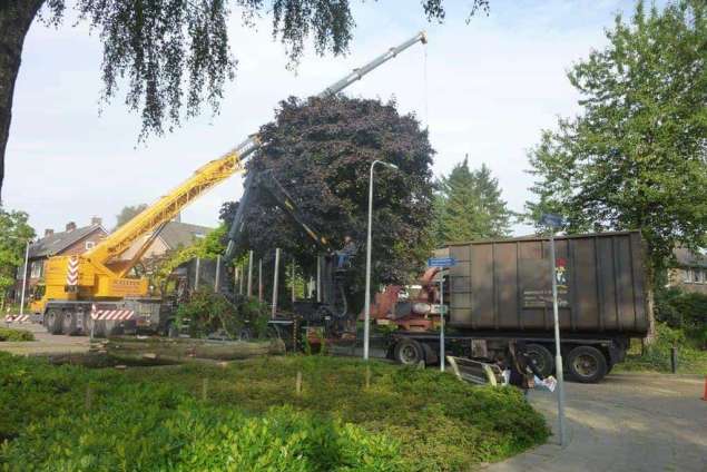 rooien van bomen in de achtertuin 