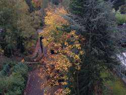 Bomen rooien Hiede