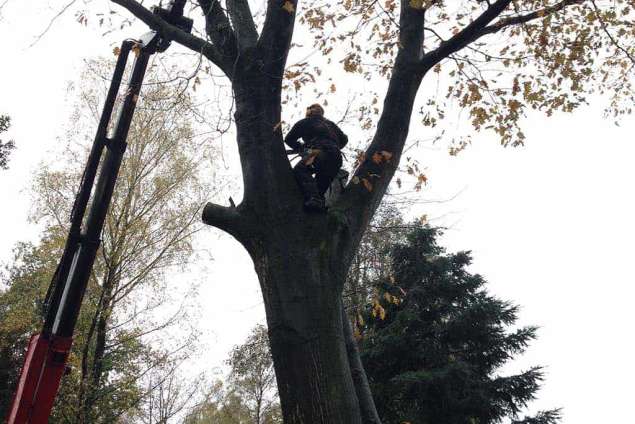 bomen toppen