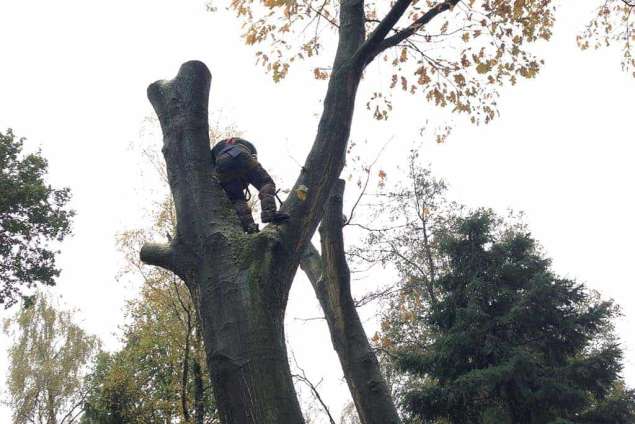 slopen van bomen esbeek