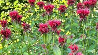 aanleggen tuin met zwemvijver, sierstraatwerk en wilde bloemen mengsel