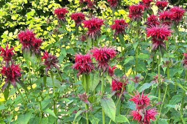 aanleggen tuin met zwemvijver, sierstraatwerk en wilde bloemen mengsel