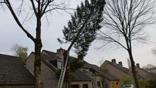 rooien van een conifeer in Waalwijk van goghstraat