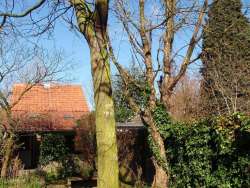 rooien van 1 walnotenboom en een gleditsia in de wiijk de besterd tilburg. in stukken zagen bomen in de achtertuin en uitdragen naar de straat. daar afgevoerd met aanhangwagen naar de stort