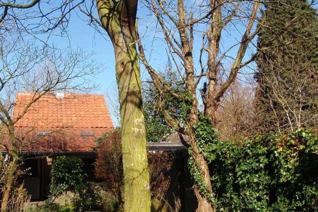 rooien van 1 walnotenboom en een gleditsia in de wiijk de besterd tilburg. in stukken zagen bomen in de achtertuin en uitdragen naar de straat. daar afgevoerd met aanhangwagen naar de stort