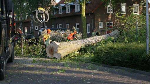 bomen rooien en snoeien in boxtel leimpde eidhoven best 