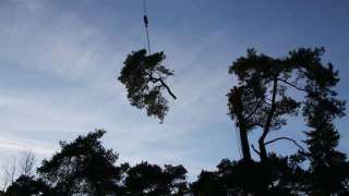 bomen slopen uit de achtertuin in vught