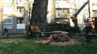 roooien kastanje boom met bloedings ziekte