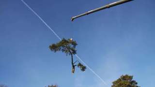 verwijderen takken van dennenboom in vught