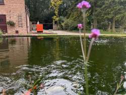 aanleggen tuin met zwemvijver, sierstraatwerk en wilde bloemen mengsel