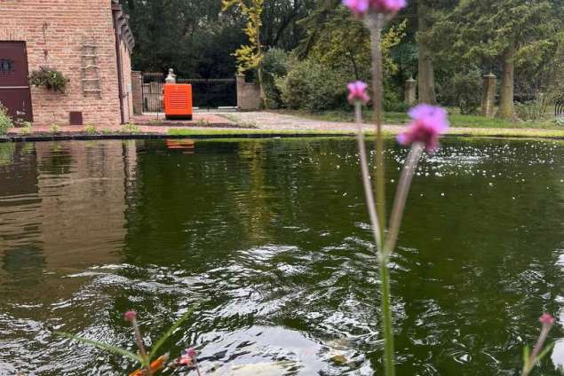 aanleggen tuin met zwemvijver, sierstraatwerk en wilde bloemen mengsel