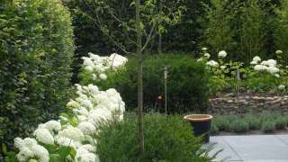 taxus er annebel gecombineerd in een planten border tuinadvies op maar in tilburg