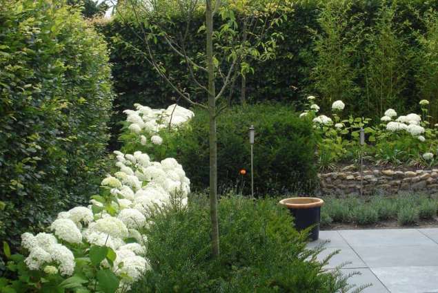 taxus er annebel gecombineerd in een planten border tuinadvies op maar in tilburg