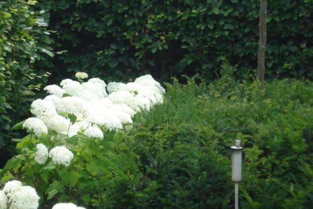 witte hortensia in een achtertuin in de blaak tilburg hovenier