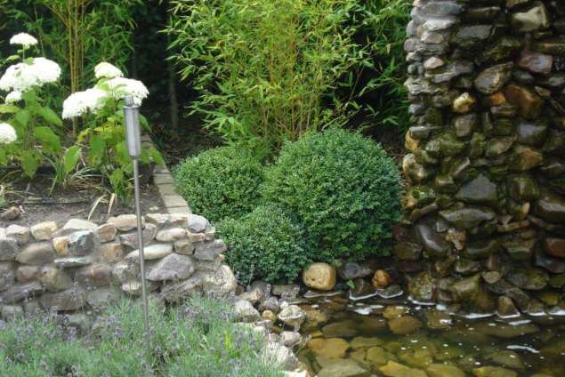 witte annabel c2 met buxus en lavendel, bamboe, heldere vijver met kikkers, hovenier tilburg in de wijk de blaak brabant