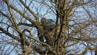 snoeien van storden takken die in de kroon groeien, het reseltaat is meer licht in de boom en mooier beeld. tijdens de snoeiwerkzaamheden kwamen wij een eekhorn nest tegen 