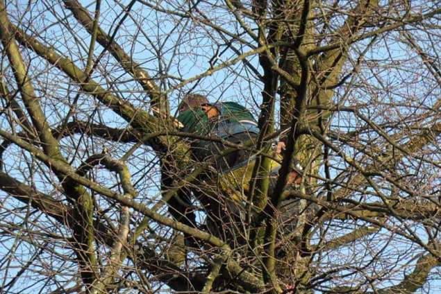 snoeien van storden takken die in de kroon groeien, het reseltaat is meer licht in de boom en mooier beeld. tijdens de snoeiwerkzaamheden kwamen wij een eekhorn nest tegen 