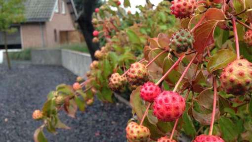 Herfstkleur cornus Tilburg